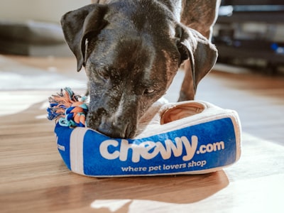 5 Signs Your Dog Needs Professional Grooming