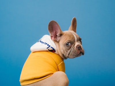 Winter Pet Care: Keeping Your Pet's Coat Healthy