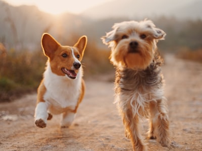 How to Prepare Your Pet for Their First Grooming