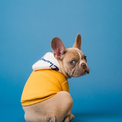 Groomed pet 1