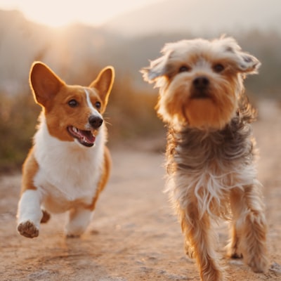 Groomed pet 3