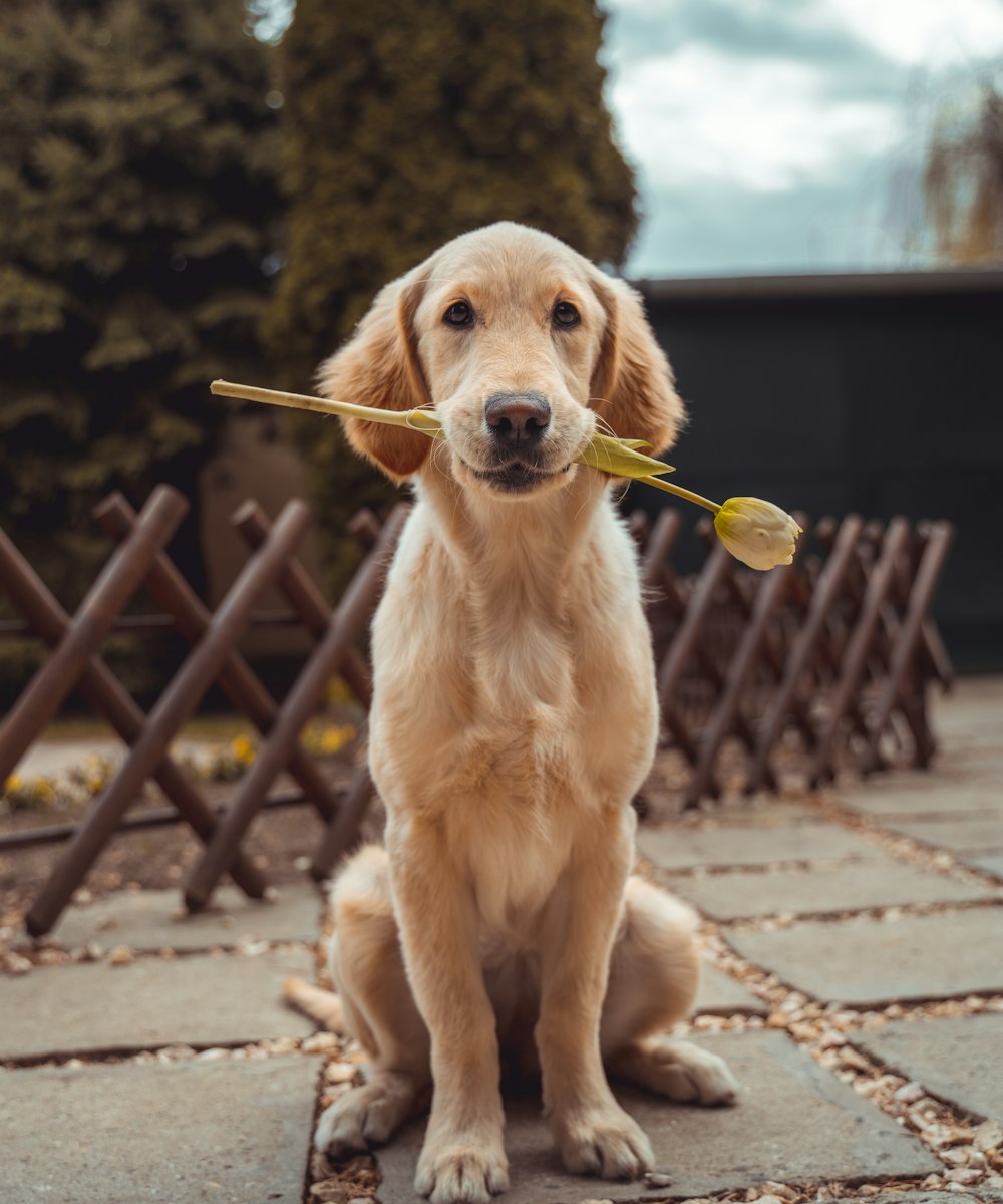 Happy groomed dog